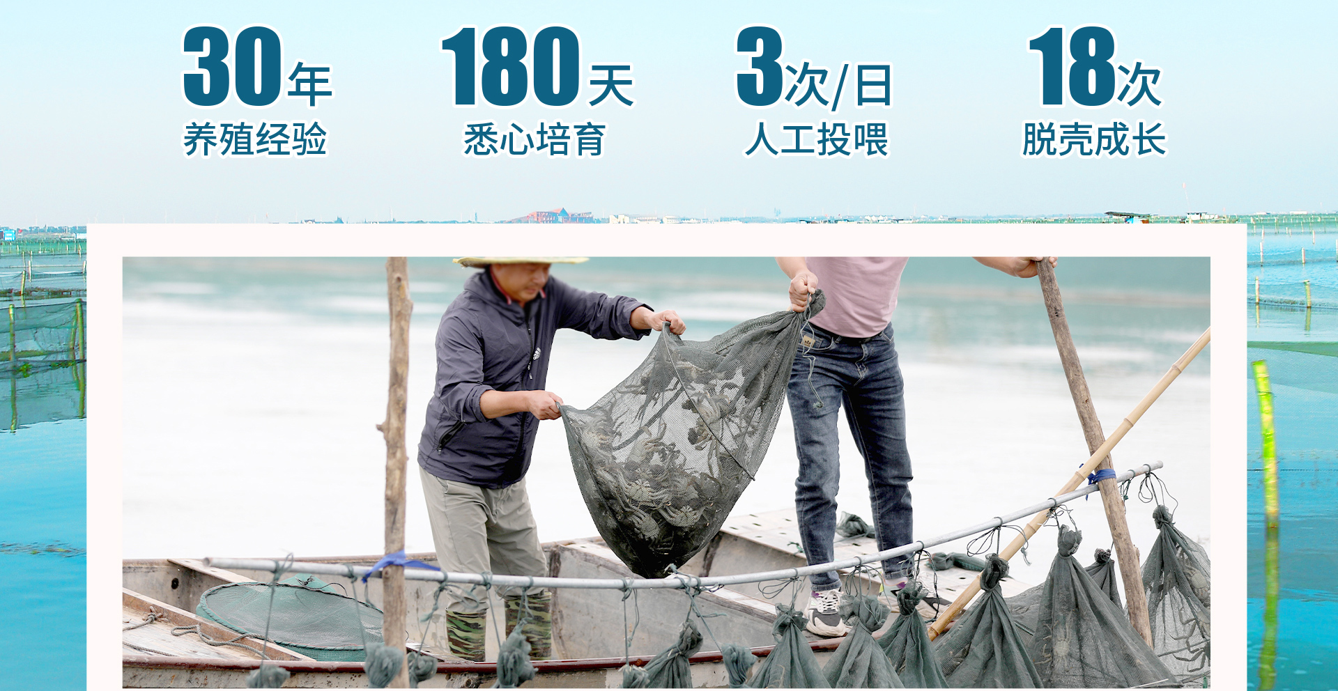 阳澄湖大闸蟹批发