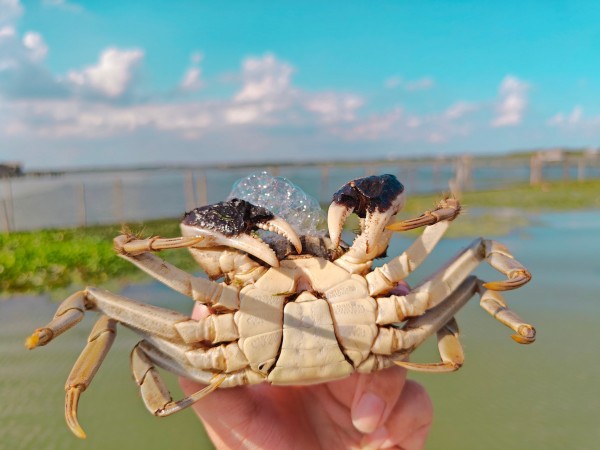 大闸蟹礼盒，营养丰富，老少皆宜