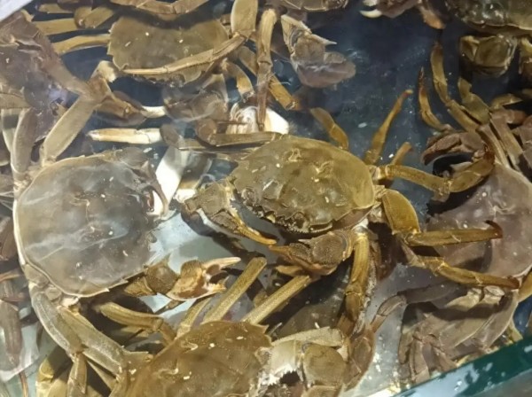 阳澄湖大闸蟹代理怎么做 马斯特菲带你避坑赚钱
