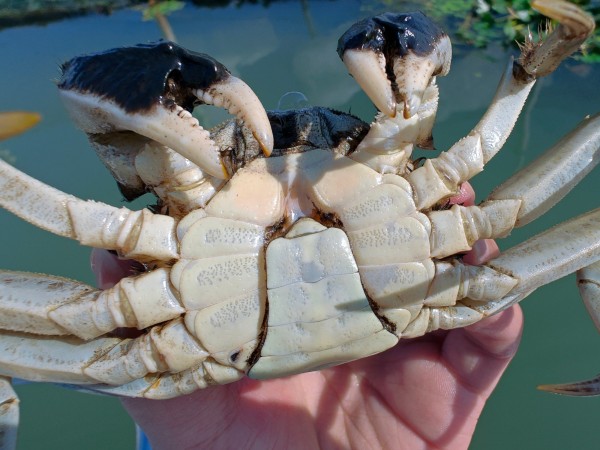 原来都在偷偷买！阳澄湖大闸蟹礼卡，送礼新潮流