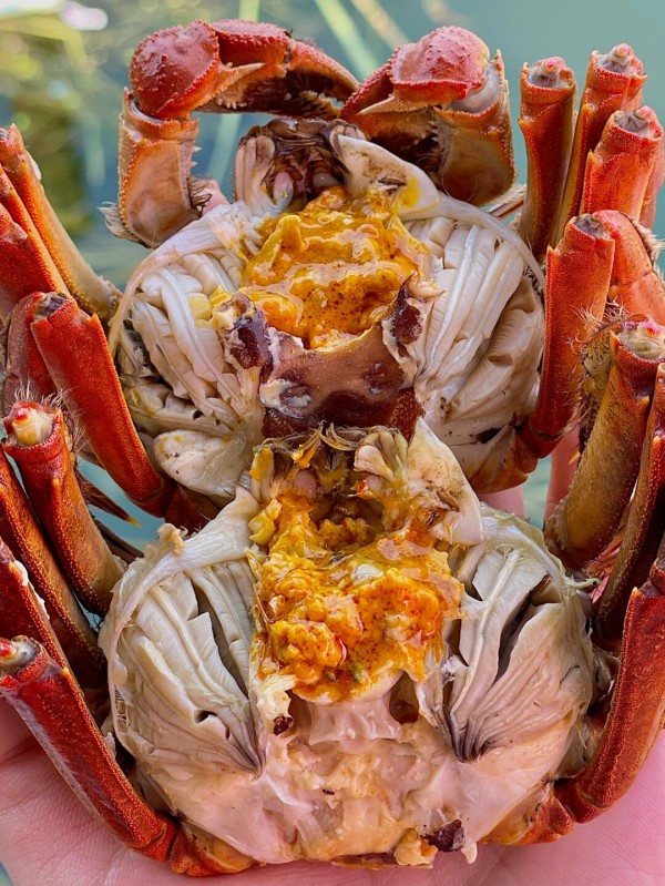 阳澄湖大闸蟹的美味秘籍，全在这里！