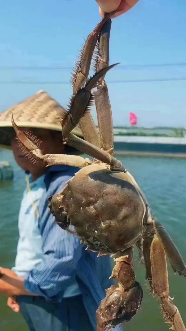 0经验小白也能轻松上手的大闸蟹加盟项目