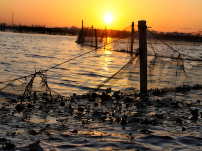 阳澄湖大闸蟹的起源