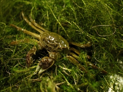 春季阳澄湖大闸蟹生态养殖实践