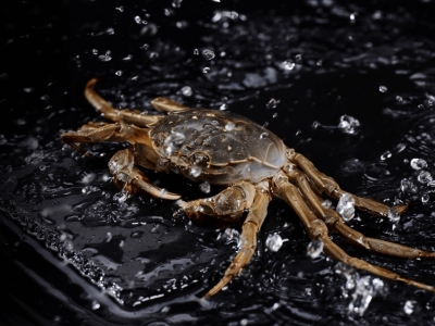 抓住夏日限定鲜味，用六月黄打开味蕾新世界！ 🦀🌞