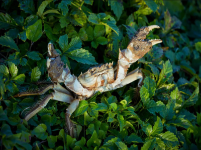 大闸蟹的成长历程---动物界神奇的蜕变